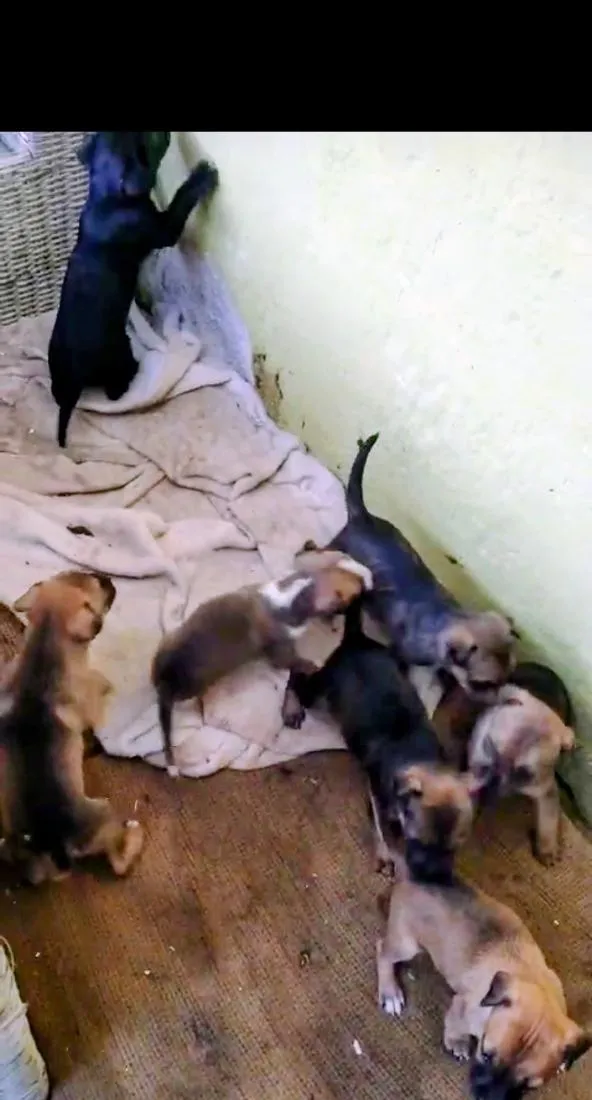 Cachorro raça SRD-ViraLata idade 2 a 6 meses nome melete mãe 