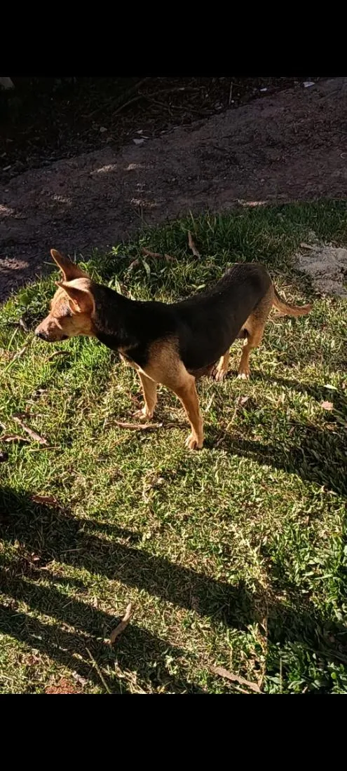 Cachorro raça SRD-ViraLata idade 2 a 6 meses nome melete mãe 