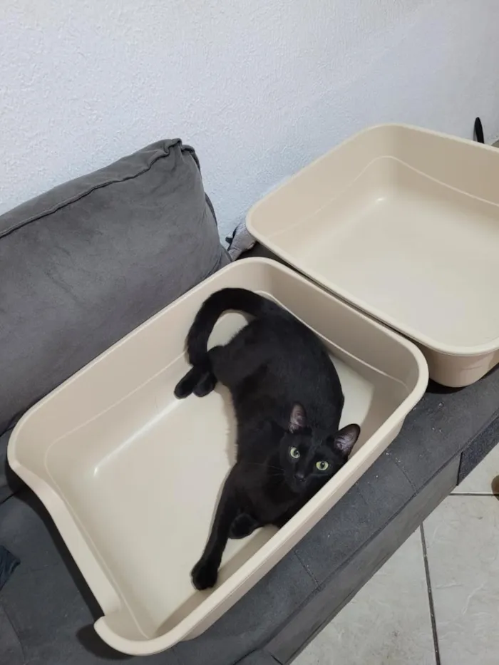 Gato raça SRD-ViraLata idade 1 ano nome Pretinho