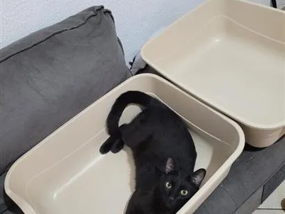 Gato raça SRD-ViraLata idade 1 ano nome Pretinho