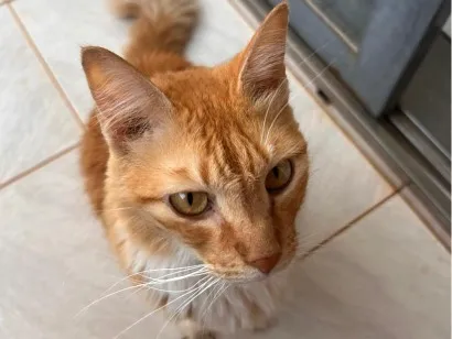 Gato raça SRD-ViraLata idade 3 anos nome Ruth