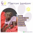 Marrom bombom