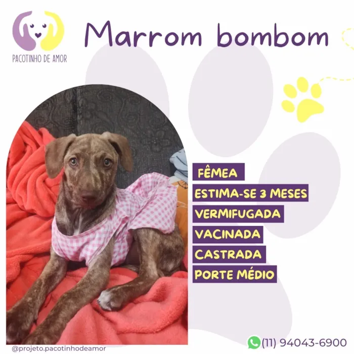 Cachorro raça SRD-ViraLata idade 2 a 6 meses nome Marrom bombom