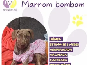 Cachorro raça SRD-ViraLata idade 2 a 6 meses nome Marrom bombom