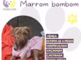 Marrom bombom