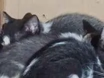 Gato raça SRD-ViraLata idade Abaixo de 2 meses nome sem nome ainda 