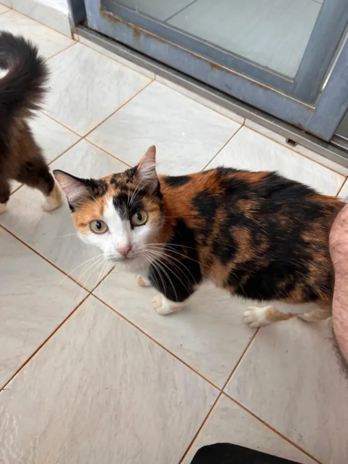 Gato raça SRD-ViraLata idade 2 anos nome Charlene