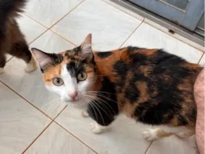 Gato raça SRD-ViraLata idade 2 anos nome Charlene