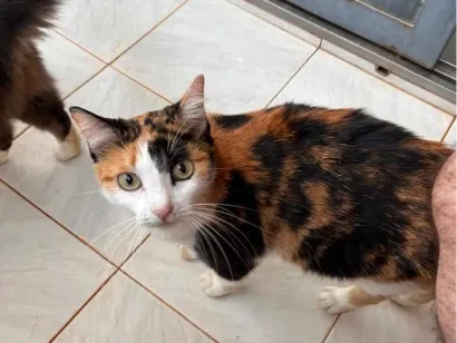Gato raça SRD-ViraLata idade 2 anos nome Charlene