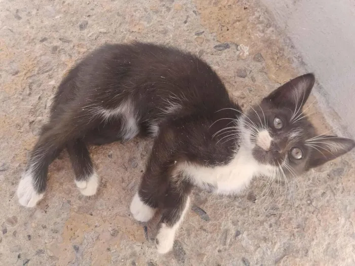 Gato raça SRD-ViraLata idade 2 a 6 meses nome Filhote fêmea, filhote macho