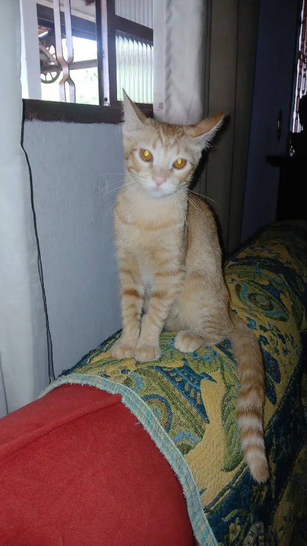 Gato raça SRD-ViraLata idade 7 a 11 meses nome tina