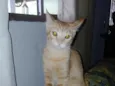tina