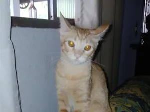 Gato raça SRD-ViraLata idade 7 a 11 meses nome tina