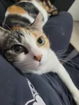 Tintinha