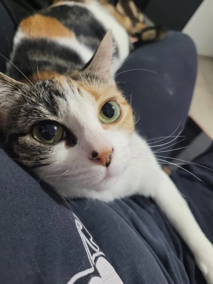 Gato raça SRD-ViraLata idade 2 anos nome Tintinha