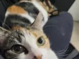 Tintinha
