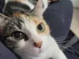 Tintinha