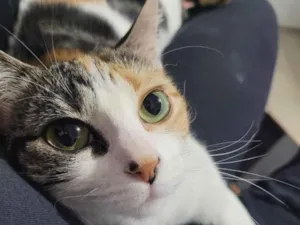 Gato raça SRD-ViraLata idade 2 anos nome Tintinha