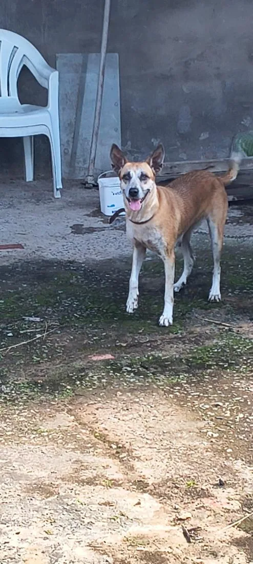Cachorro raça SRD-ViraLata idade 5 anos nome Lola