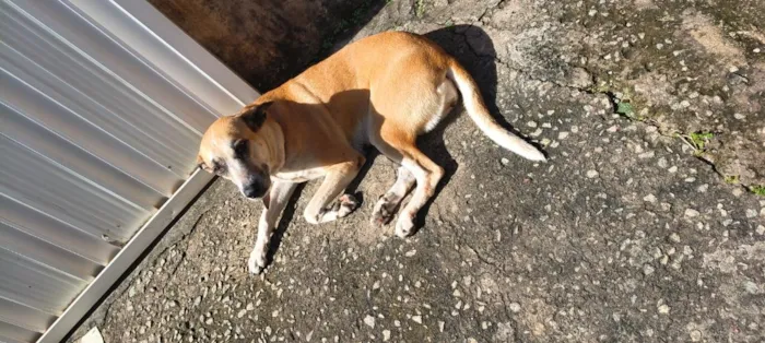 Cachorro raça SRD-ViraLata idade 5 anos nome Lola