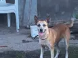 Lola