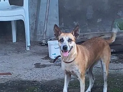 Cachorro raça SRD-ViraLata idade 5 anos nome Lola