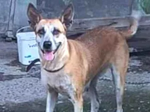 Cachorro raça SRD-ViraLata idade 5 anos nome Lola