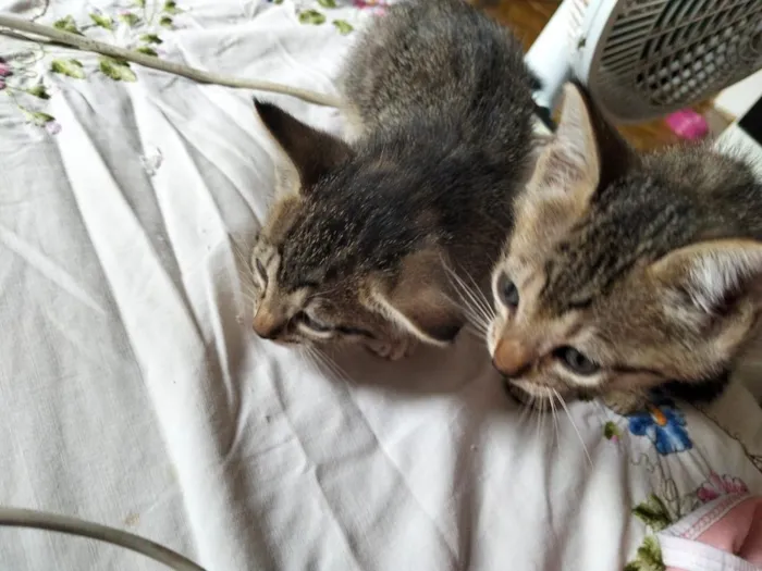 Gato raça SRD-ViraLata idade Abaixo de 2 meses nome Nao tem