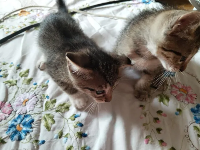 Gato raça SRD-ViraLata idade Abaixo de 2 meses nome Nao tem