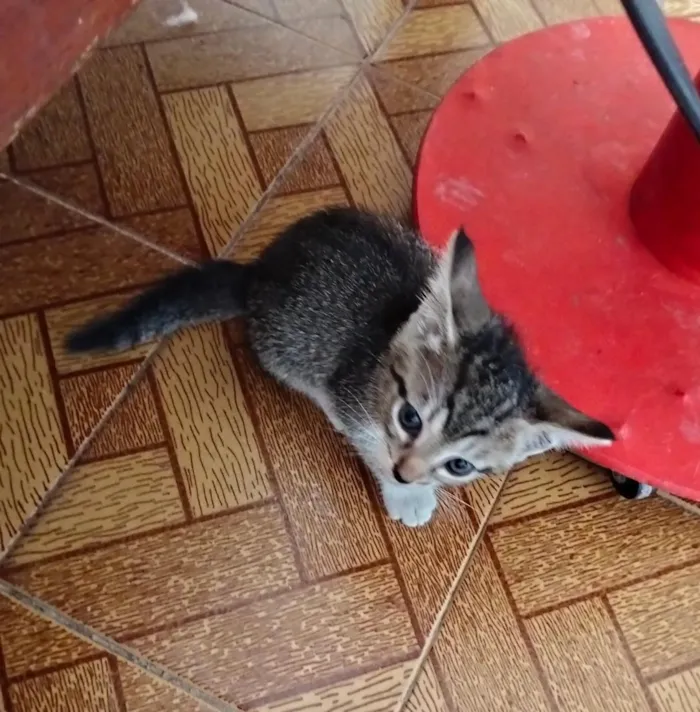 Gato raça SRD-ViraLata idade Abaixo de 2 meses nome Nao tem