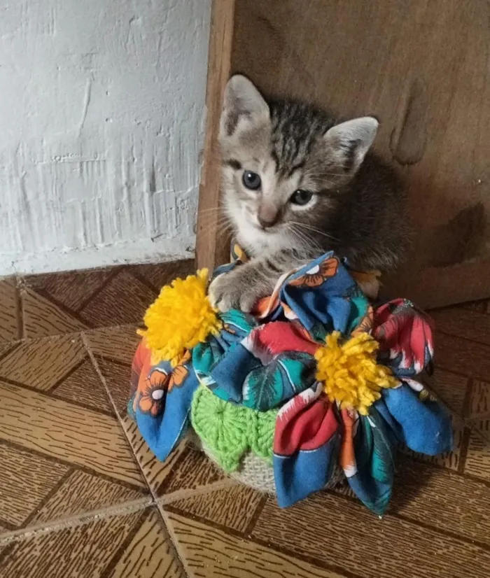 Gato raça SRD-ViraLata idade Abaixo de 2 meses nome Nao tem