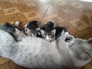 Gato raça SRD-ViraLata idade Abaixo de 2 meses nome Nao tem
