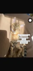 Simba 