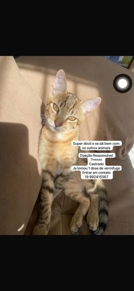 Gato raça SRD-ViraLata idade 7 a 11 meses nome Simba 