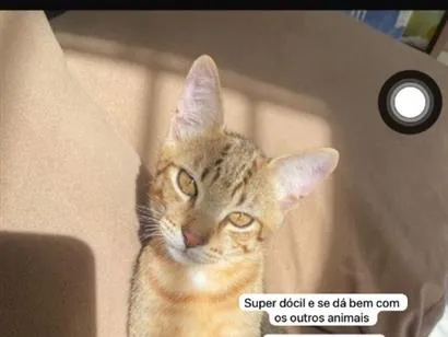 Gato raça SRD-ViraLata idade 7 a 11 meses nome Simba 