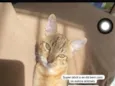 Simba