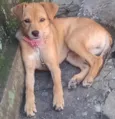 pandora