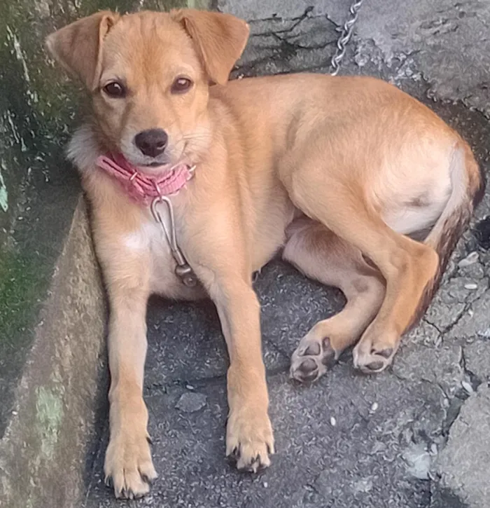 Cachorro raça SRD-ViraLata idade 7 a 11 meses nome pandora