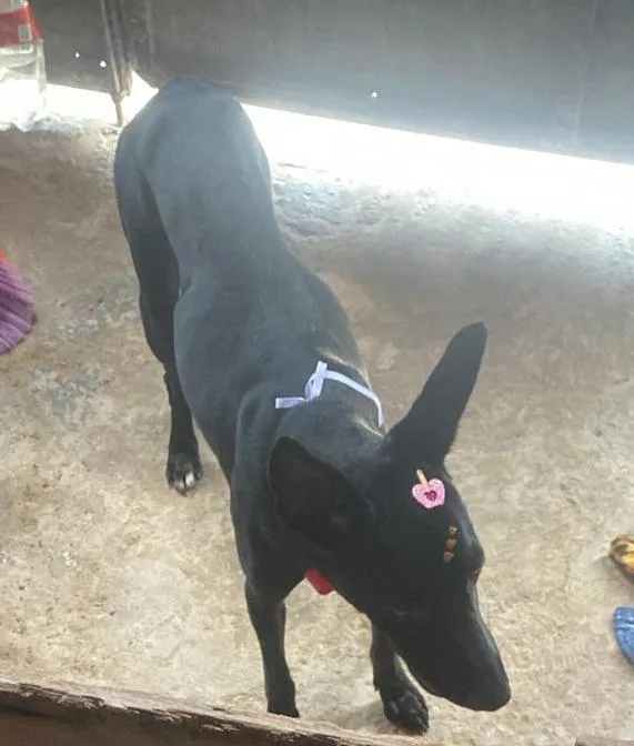 Cachorro raça SRD-ViraLata idade 2 a 6 meses nome Pretinha