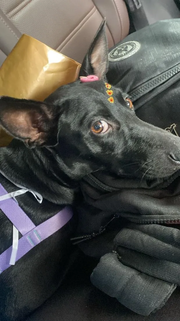 Cachorro raça SRD-ViraLata idade 2 a 6 meses nome Pretinha