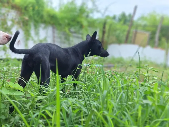 Cachorro raça SRD-ViraLata idade 2 a 6 meses nome Pretinha
