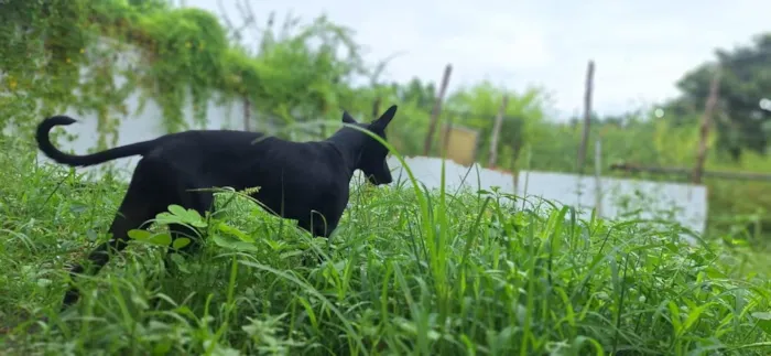 Cachorro raça SRD-ViraLata idade 2 a 6 meses nome Pretinha