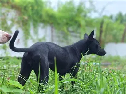 Cachorro raça SRD-ViraLata idade 2 a 6 meses nome Pretinha
