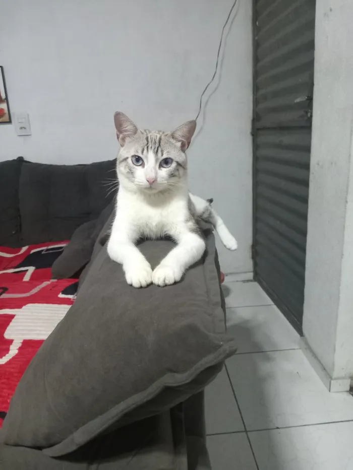 Gato raça SRD-ViraLata idade 1 ano nome Mavi