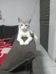 Mavi