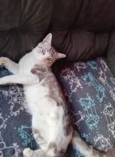 Gato raça SRD-ViraLata idade 1 ano nome Mavi
