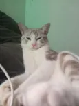 Mavi