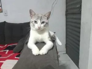 Gato raça SRD-ViraLata idade 1 ano nome Mavi