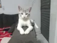Mavi
