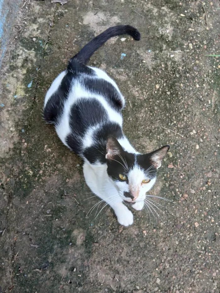 Gato raça SRD-ViraLata idade 2 a 6 meses nome Shimmer